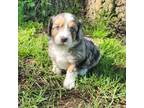 Aussiedoodle Puppy for sale in New Castle, PA, USA