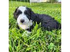 Mutt Puppy for sale in New Castle, PA, USA