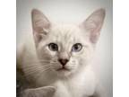 Adopt Lightning a Cream or Ivory Siamese (short coat) cat in New Braunfels