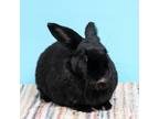 Adopt Kayden a Other/Unknown / Mixed rabbit in Richmond, CA (38826852)