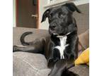 Adopt Macey a Black Pit Bull Terrier / Mixed dog in East ST Louis, IL (38848740)