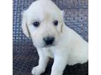 Golden Retriever Puppy for sale in Spokane, WA, USA