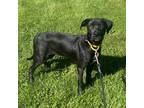 Adopt Wahoo a Black Mixed Breed (Medium) / Mixed dog in East Smithfield