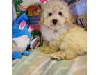 Poodle (Toy) Puppy for sale in Annapolis, MD, USA
