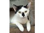 Adopt Pandemonium a White Domestic Shorthair / Domestic Shorthair / Mixed cat in
