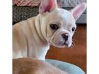 French Bulldog Puppy for sale in Branch, AR, USA