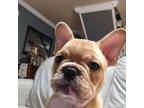 French Bulldog Puppy for sale in Branch, AR, USA