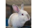 Adopt WANDA a White American / Mixed rabbit in Chula Vista, CA (36550298)