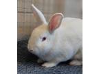 Adopt LUCY a White Other/Unknown / Mixed rabbit in Chula Vista, CA (36550305)
