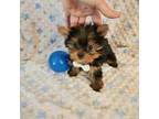 Yorkshire Terrier Puppy for sale in Belding, MI, USA