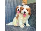 Cavapoo Puppy for sale in Chino, CA, USA