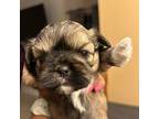 Shih Tzu Puppy for sale in Snellville, GA, USA