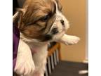 Shih Tzu Puppy for sale in Snellville, GA, USA