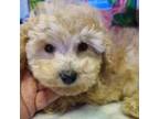 Poodle (Toy) Puppy for sale in New York, NY, USA