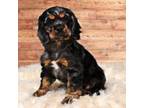 Cocker Spaniel Puppy for sale in Fort Scott, KS, USA