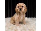 Cocker Spaniel Puppy for sale in Fort Scott, KS, USA