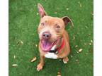 Adopt ROSEY a Brown/Chocolate Mixed Breed (Medium) / Mixed dog in Palmetto