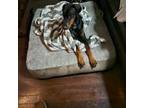 Doberman Pinscher Puppy for sale in Elmont, NY, USA