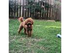 Poodle (Toy) Puppy for sale in Avondale, LA, USA