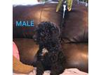 Poodle (Toy) Puppy for sale in Shirley, NY, USA