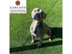 Adopt SANTA PAWS a Gray/Blue/Silver/Salt & Pepper American Pit Bull Terrier /