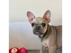 French Bulldog Puppy for sale in Chelsea, OK, USA