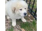 Great Pyrenees Puppy for sale in Windsor, NY, USA