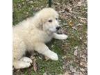 Great Pyrenees Puppy for sale in Windsor, NY, USA