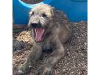 Irish Wolfhound Puppy for sale in Bland, MO, USA