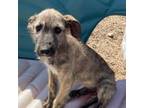 Irish Wolfhound Puppy for sale in Bland, MO, USA