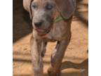 Great Dane Puppy for sale in Midlothian, VA, USA