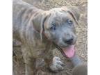 Great Dane Puppy for sale in Midlothian, VA, USA