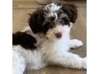 Havanese Puppy for sale in Cape Coral, FL, USA