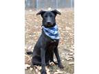 Adopt Holdon - Adoptable a Labrador Retriever / Mixed Breed (Medium) / Mixed dog