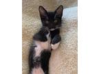 Adopt Melrose a Black & White or Tuxedo Domestic Shorthair / Mixed cat in