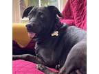 Adopt Mazikeen FKA Bella a Black Labrador Retriever / Mixed dog in Arlington