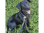 Adopt Prince a Black Labrador Retriever / Mixed Breed (Medium) / Mixed dog in