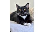 Adopt Ella a Domestic Shorthair / Mixed (short coat) cat in Cumberland