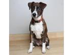 Adopt Franny D13446: No Longer Accepting Applications a Brindle Mixed Breed