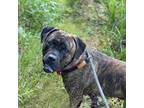 Adopt Fiona a Brindle Mixed Breed (Large) / Mixed dog in Charleston