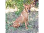 Adopt Pyrus a Brown/Chocolate Shepherd (Unknown Type) / Mixed dog in Abilene