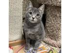 Adopt Thadd a Gray or Blue Domestic Shorthair / Mixed cat in Merriam