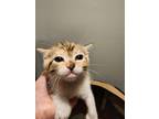 Adopt Topaz a American Shorthair (short coat) cat in PACIFICA, CA (38864450)