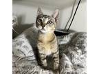 Adopt Chipmunk a Brown or Chocolate Domestic Shorthair / Mixed cat in Los