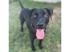 Adopt Danny a Black Labrador Retriever / Great Dane / Mixed dog in Willington