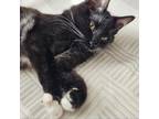 Adopt Sunnydale Kitten: Angelus a All Black Domestic Mediumhair / Mixed cat in