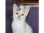 Adopt Fiona a Domestic Shorthair / Mixed (short coat) cat in Rockford