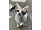 Adopt Ravioli a White (Mostly) Domestic Shorthair cat in Poplar Grove
