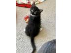 Adopt Mostaccioli a Black & White or Tuxedo Domestic Mediumhair cat in Poplar