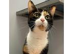 Adopt Cardi a Calico or Dilute Calico Domestic Shorthair / Mixed cat in